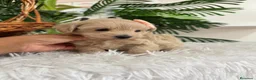 Maltipoo perros en venta: MALTIPOO HEMBRA - Anuncio 14