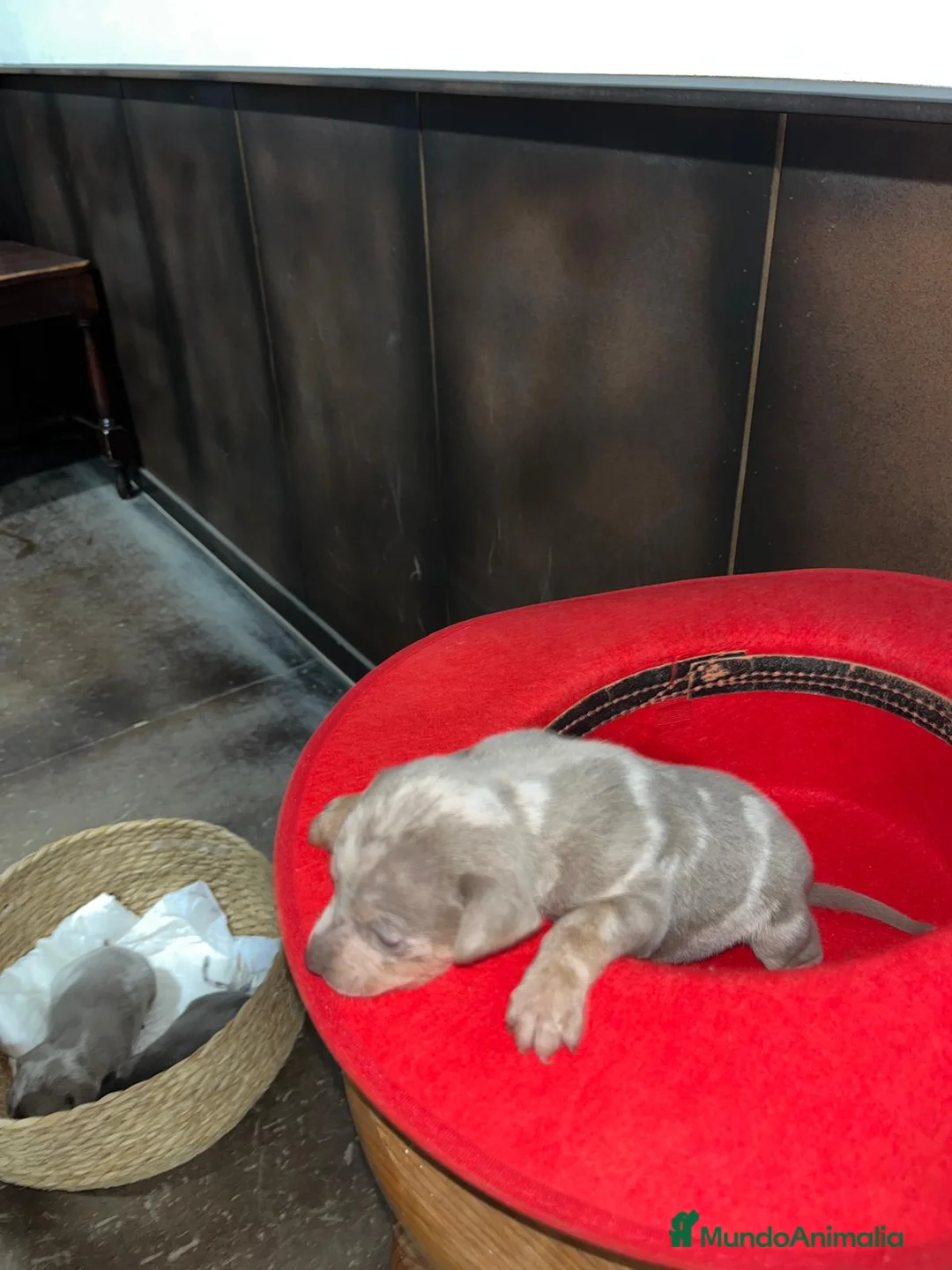 Pinscher Miniatura perros en venta: Mini Pinscher merle isabela hembra - Anuncio 8