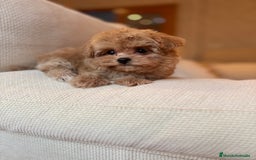 Maltipoo perros en venta: Maltipoo de caramelo toy hembra  - Imagen 3