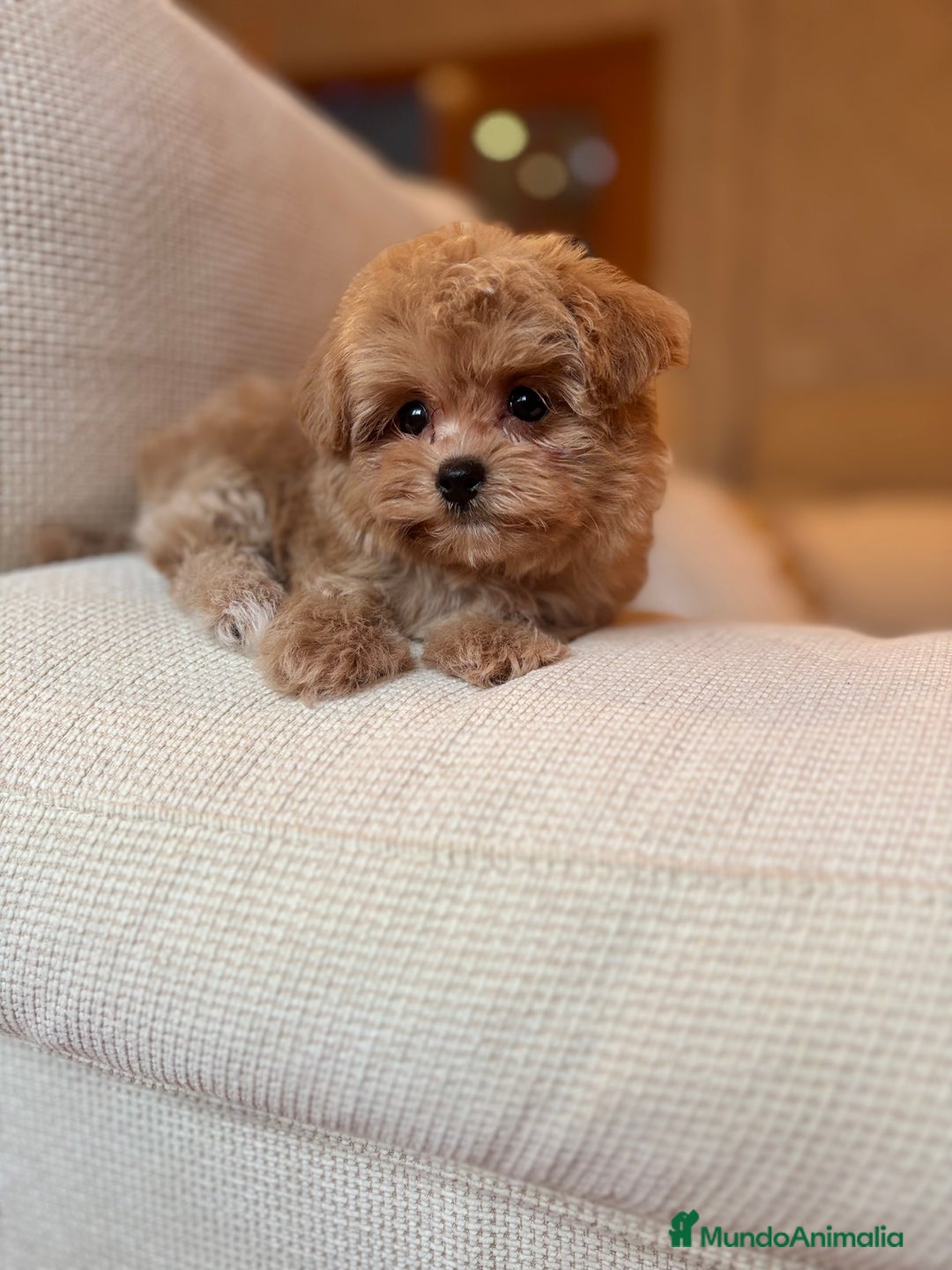 Maltipoo perros en venta: Maltipoo de caramelo toy hembra  - Imagen 3