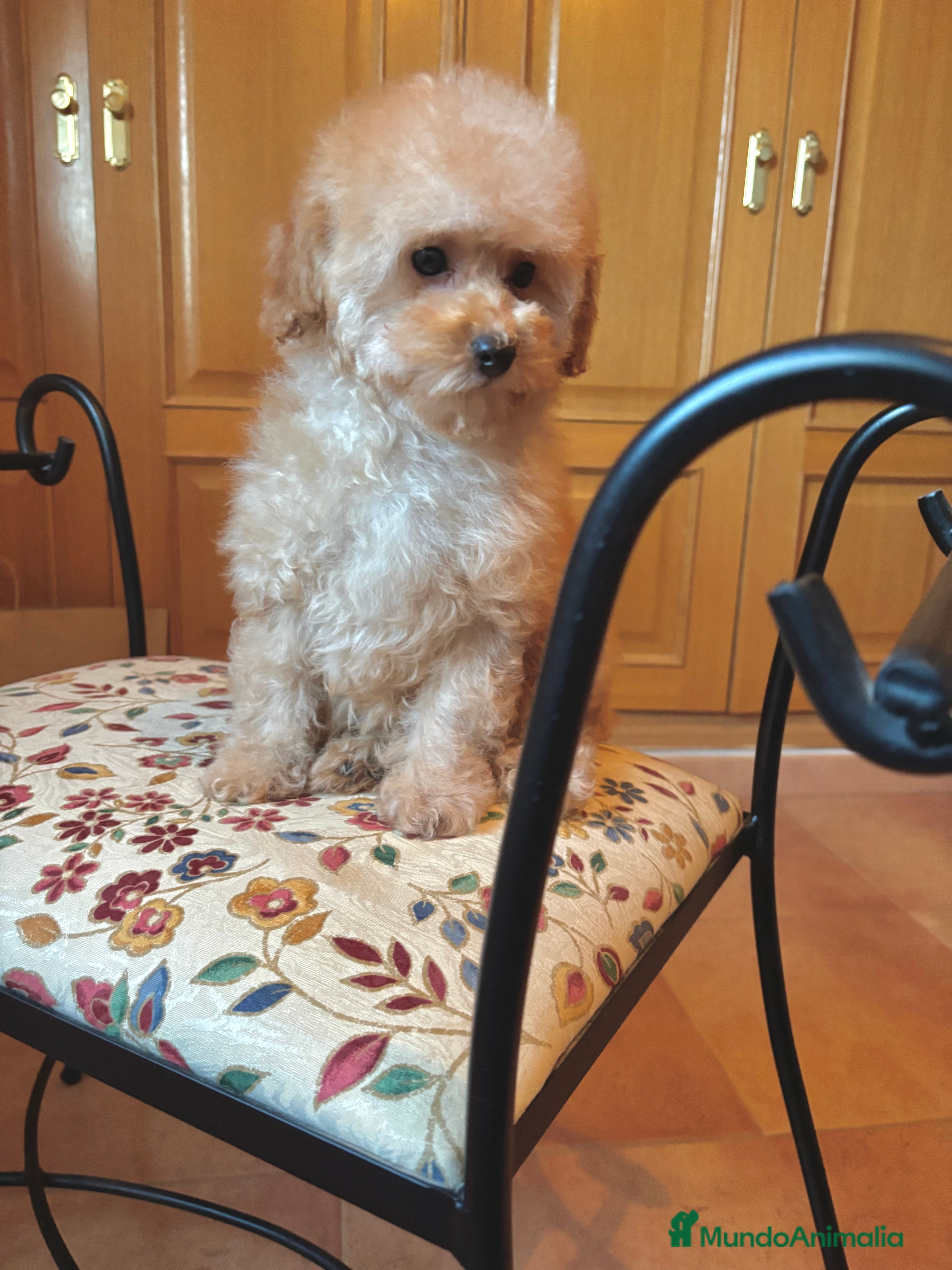 Caniche Toy perros Caniche toy apricot hembra !!! - Anuncio 2