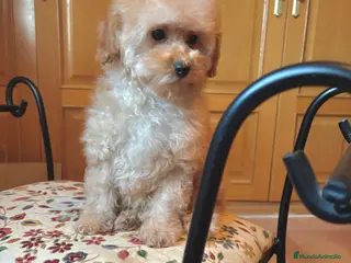 Caniche Toy perros Caniche toy apricot hembra !!! - Anuncio 2
