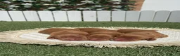 Cocker Spaniel Inglés perros en venta: COCKER SPANIEL INGLES 💙 - Anuncio 5