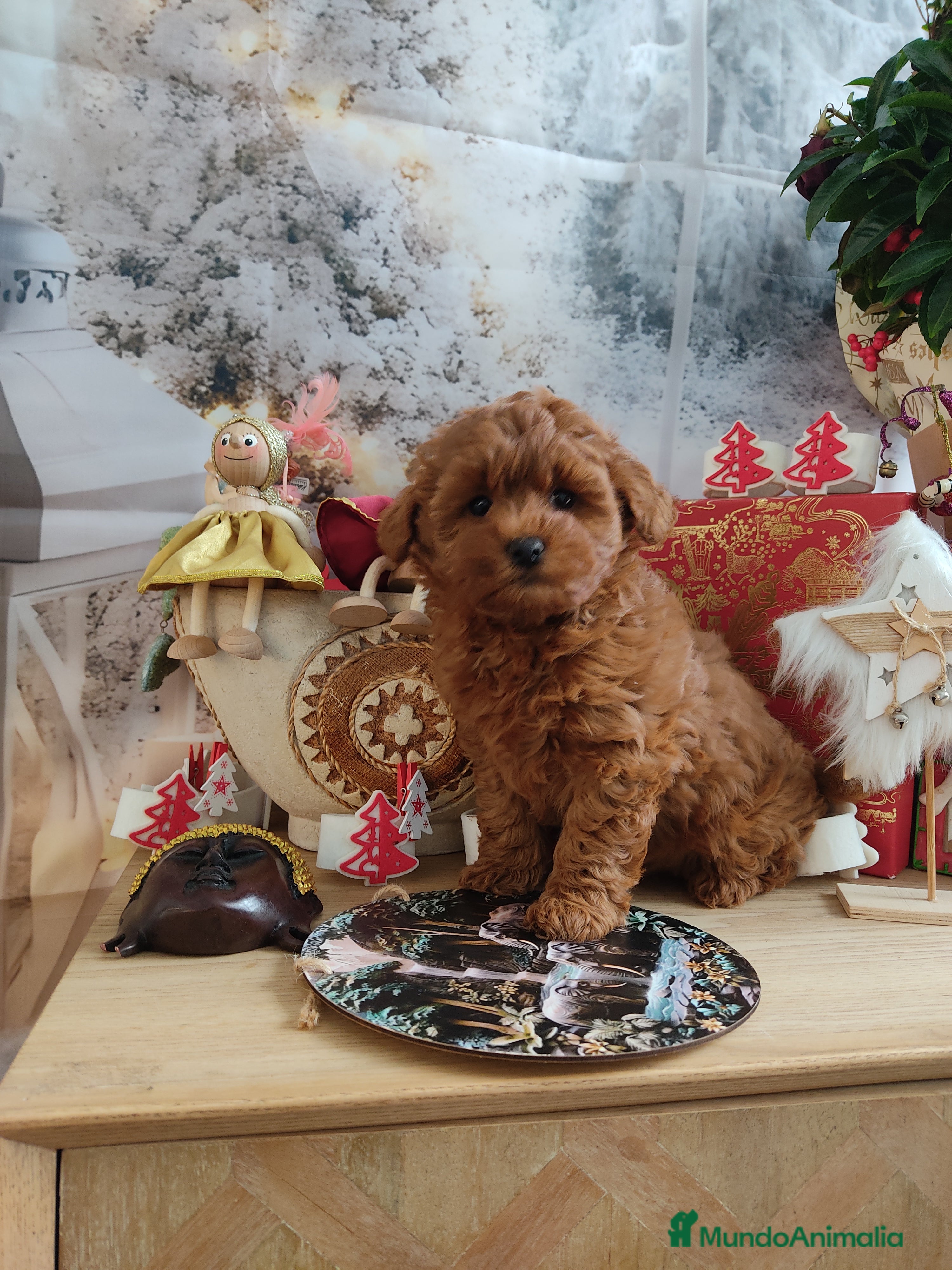 Maltipoo perros Maltipoo miniatura  - Anuncio 1