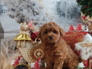 Maltipoo perros Maltipoo miniatura - Anuncio 5