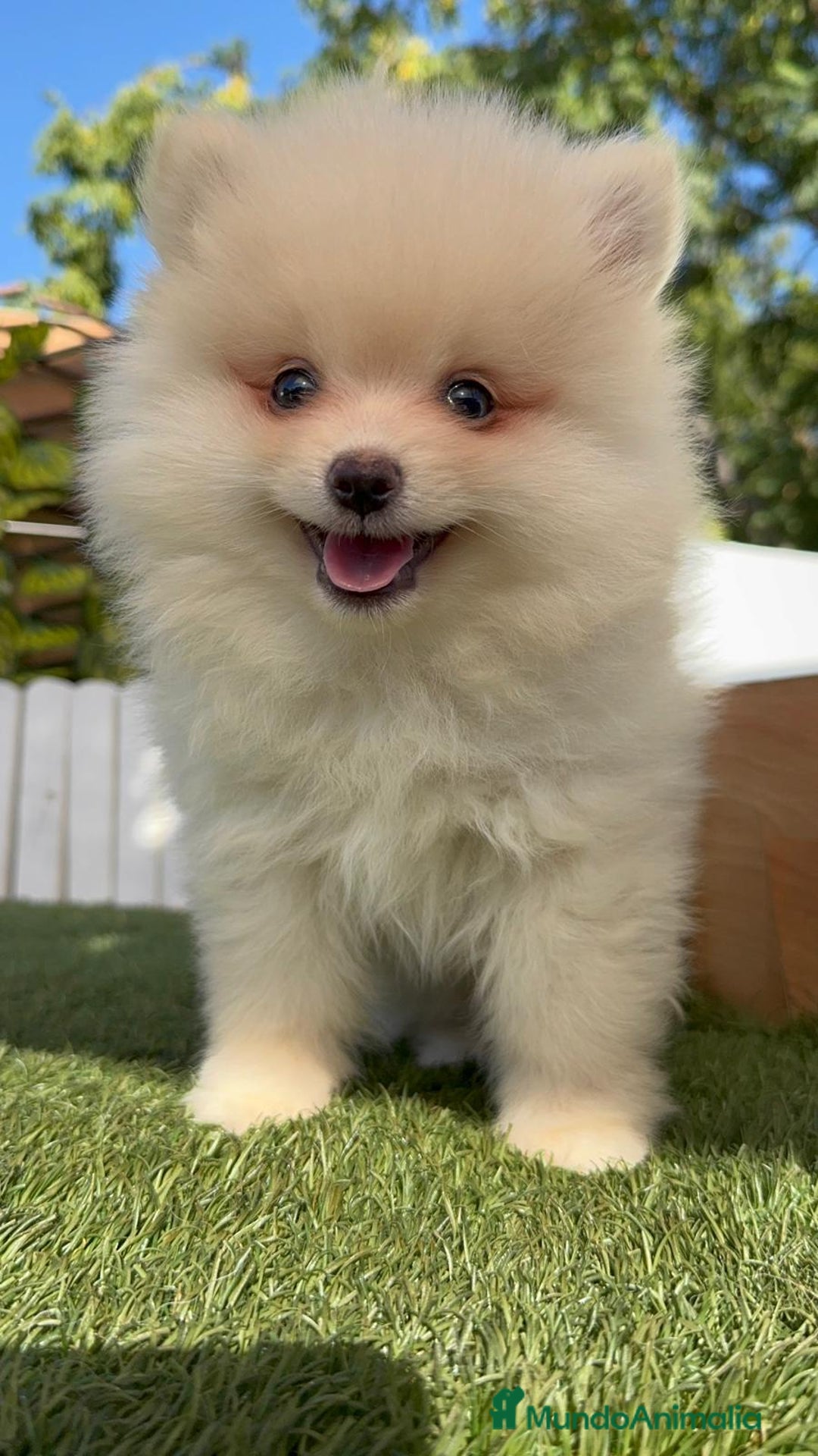 Pomerania perros en venta: POMERANIA MACHO - Imagen 16