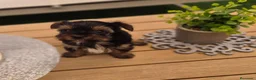 Yorkshire Terrier perros en venta: Yorkshire terrier - Anuncio 8