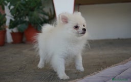 Pomerania perros en venta: 🐾 Frosty – Pomerania blanco mini toy ❄️ - Imagen 2