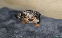 Teckel Miniatura perros en venta: Teckel arlequin plata  - Imagen 1