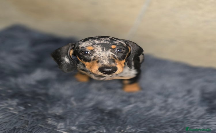 Teckel Miniatura perros - Anuncio 12