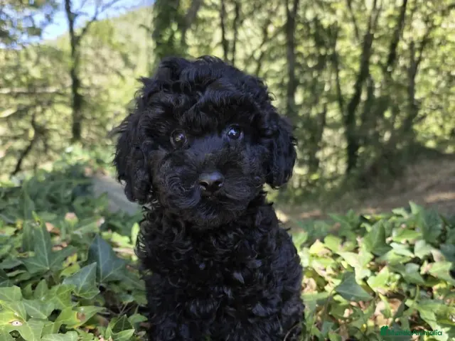 Caniche Toy perros en venta: Espectaculares caniche toy - Anuncio 2