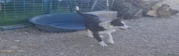 Border Collie perros en venta: Hembra de border collie chocolate ojos verdes - Anuncio 6