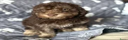 Perro de Agua Español perros en venta: Perro De Aguas - Anuncio 1