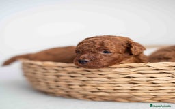 Caniche Toy perros en venta: Caniche toy rojos machos - Imagen 9