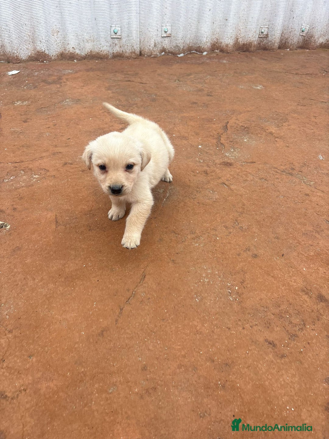 Labrador Retriever perros en venta: Última hembra labrador retriever  - Anuncio 2