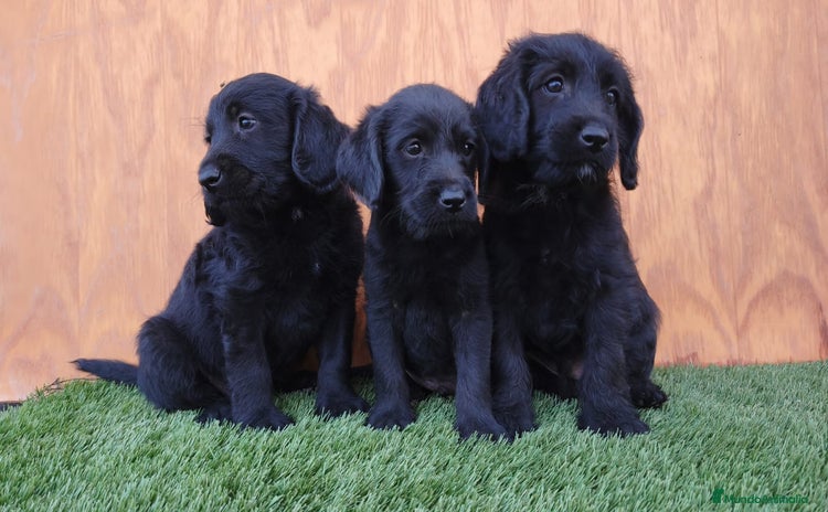 Labradoodle perros - Anuncio 2