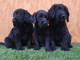 Labradoodle perros - Anuncio 2