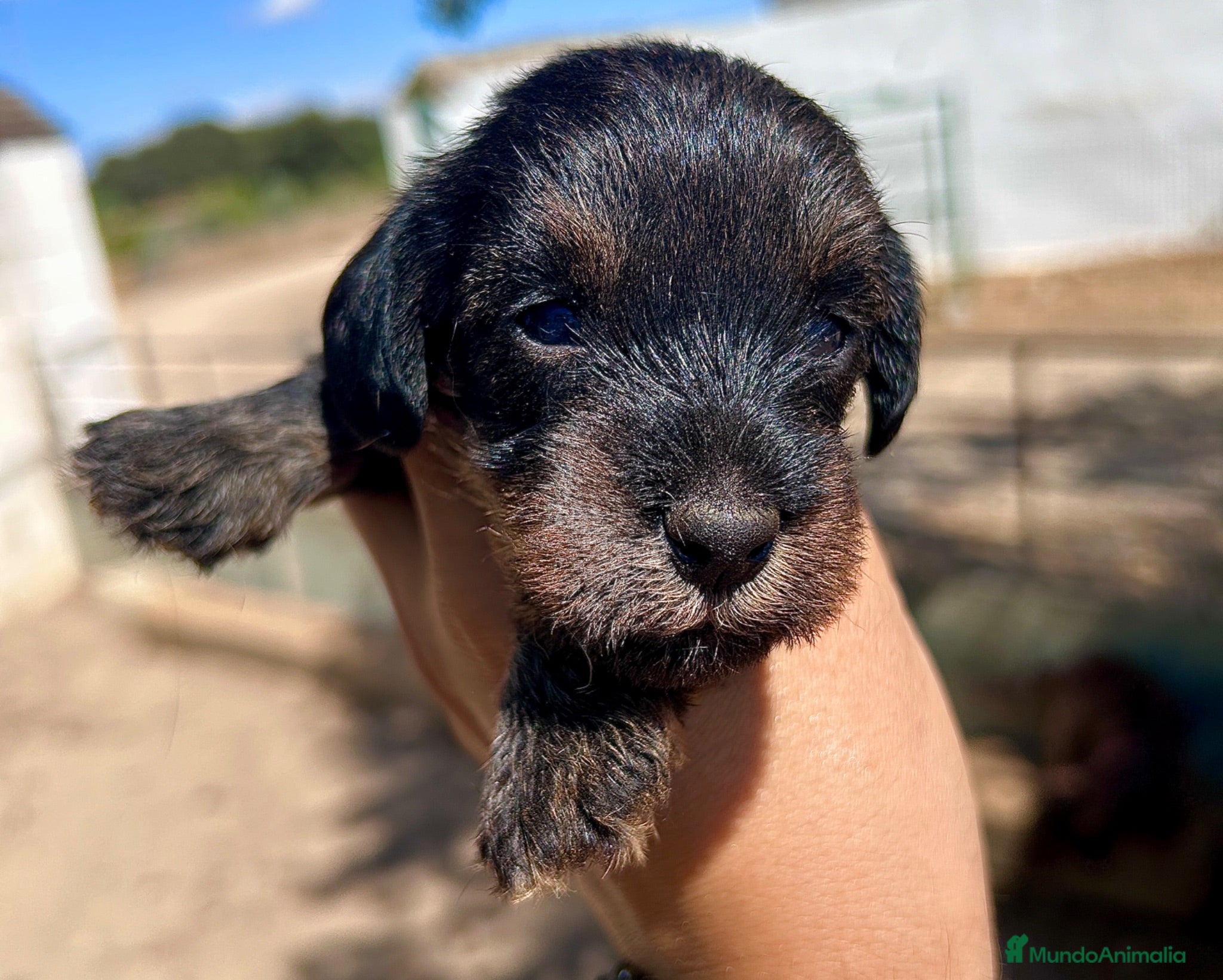 Teckel perros Teckel pelo duro Sevilla - Anuncio 8