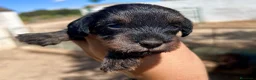 Teckel perros en venta: Teckel pelo duro Sevilla - Anuncio 1