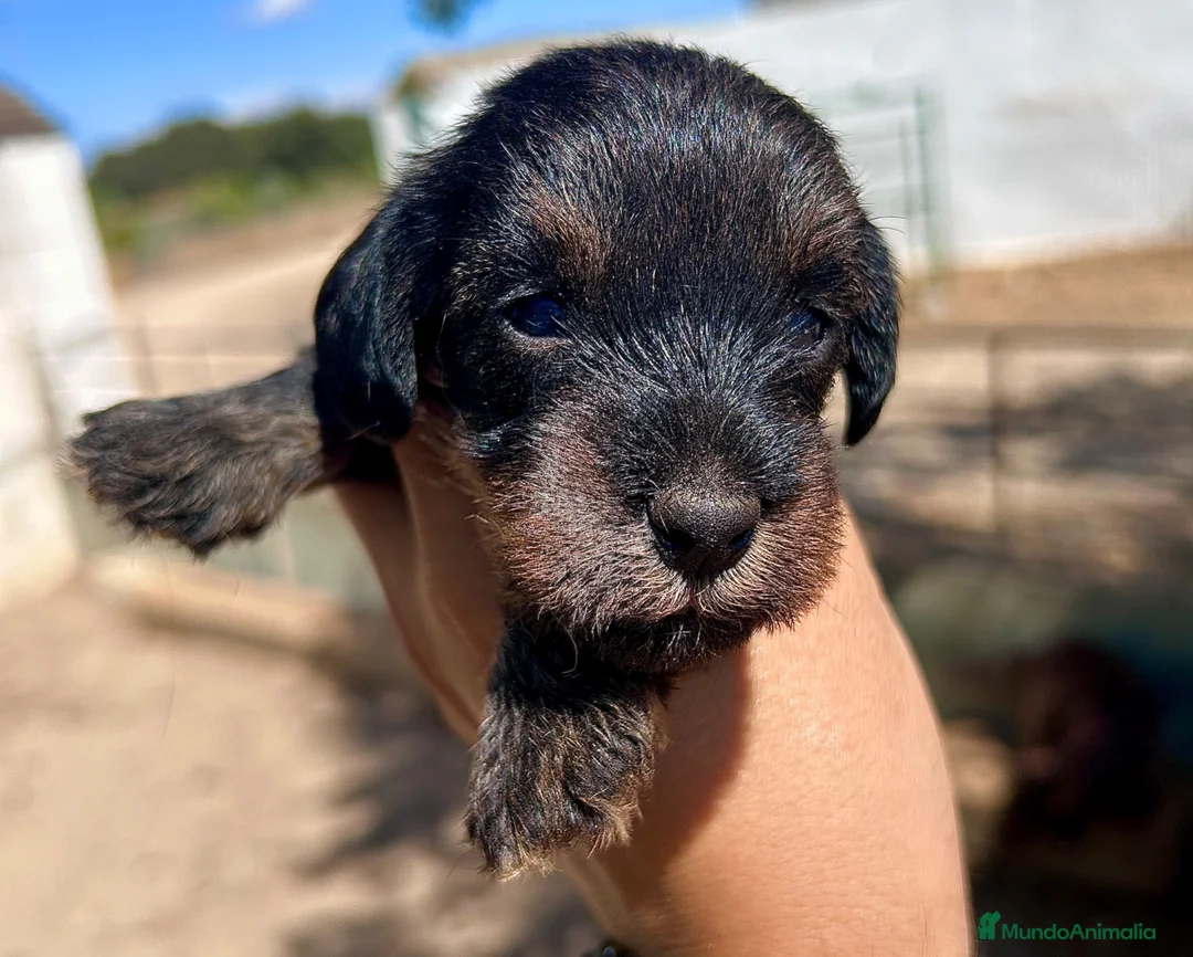 Teckel perros en venta: Teckel pelo duro Sevilla - Anuncio 1