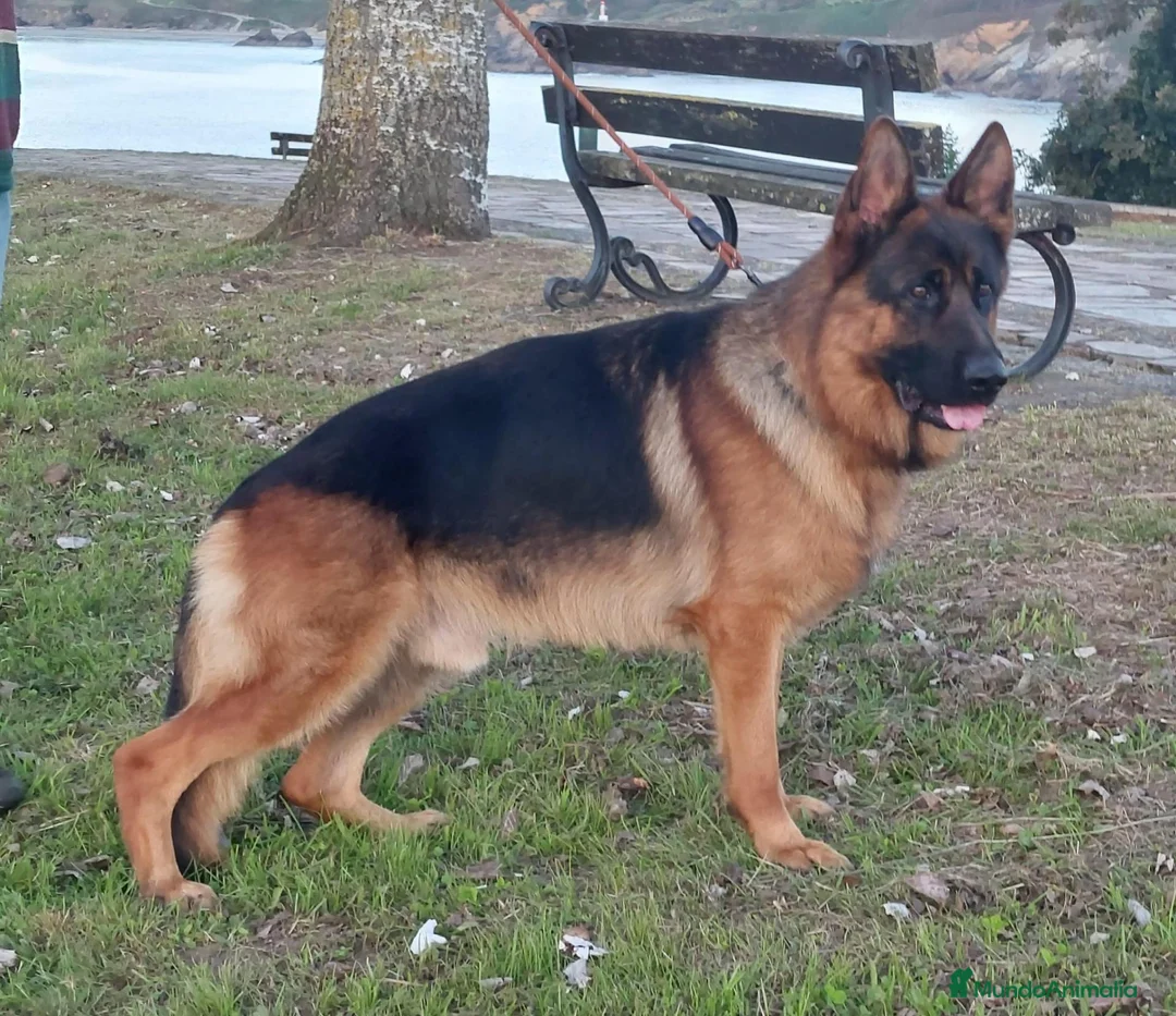 Pastor Alemán perros en venta: Cachorros de pastor alemán  - Anuncio 4