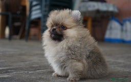 Pomerania perros en venta: 🐾 Strike – Pomerania macho marrón 🐾 - Imagen 8