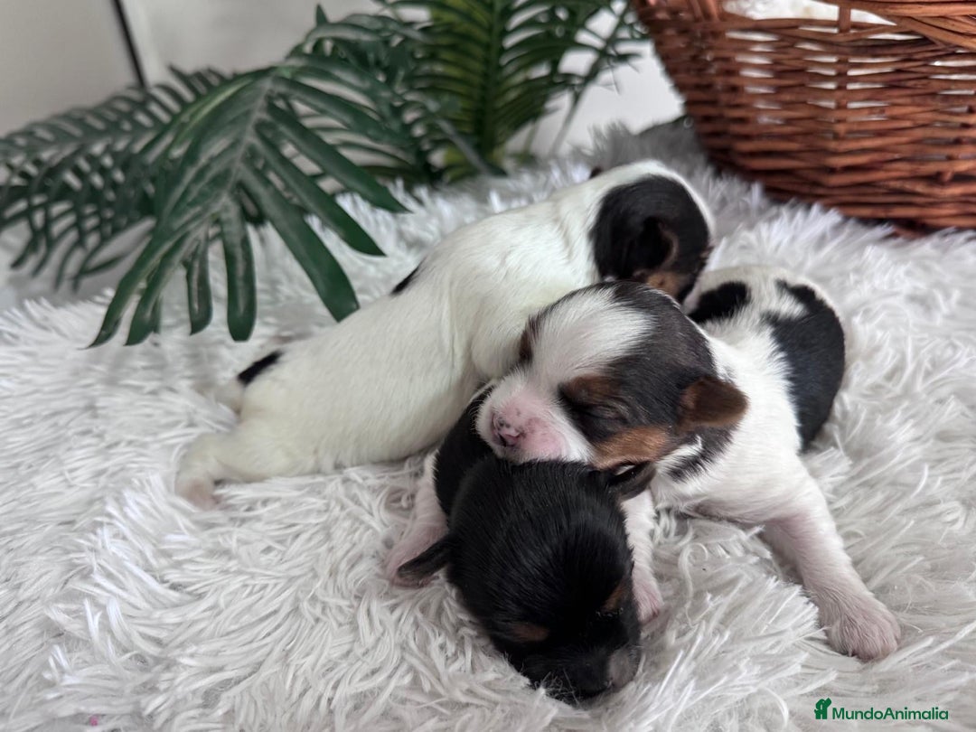 Yorkshire Terrier perros en venta: YORKSHIRE BIEWER HEMBRAS - Anuncio 22