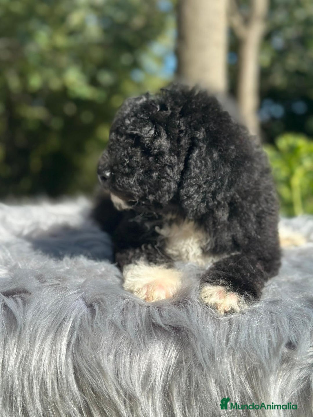 Perro de Agua Español perros en venta: Perro de aguas español - Imagen 6