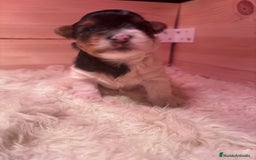 Biewer Yorkshire Terrier a la Pom Pon perros en venta: Biewer - Imagen 6