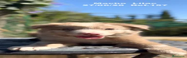 Border Collie 1