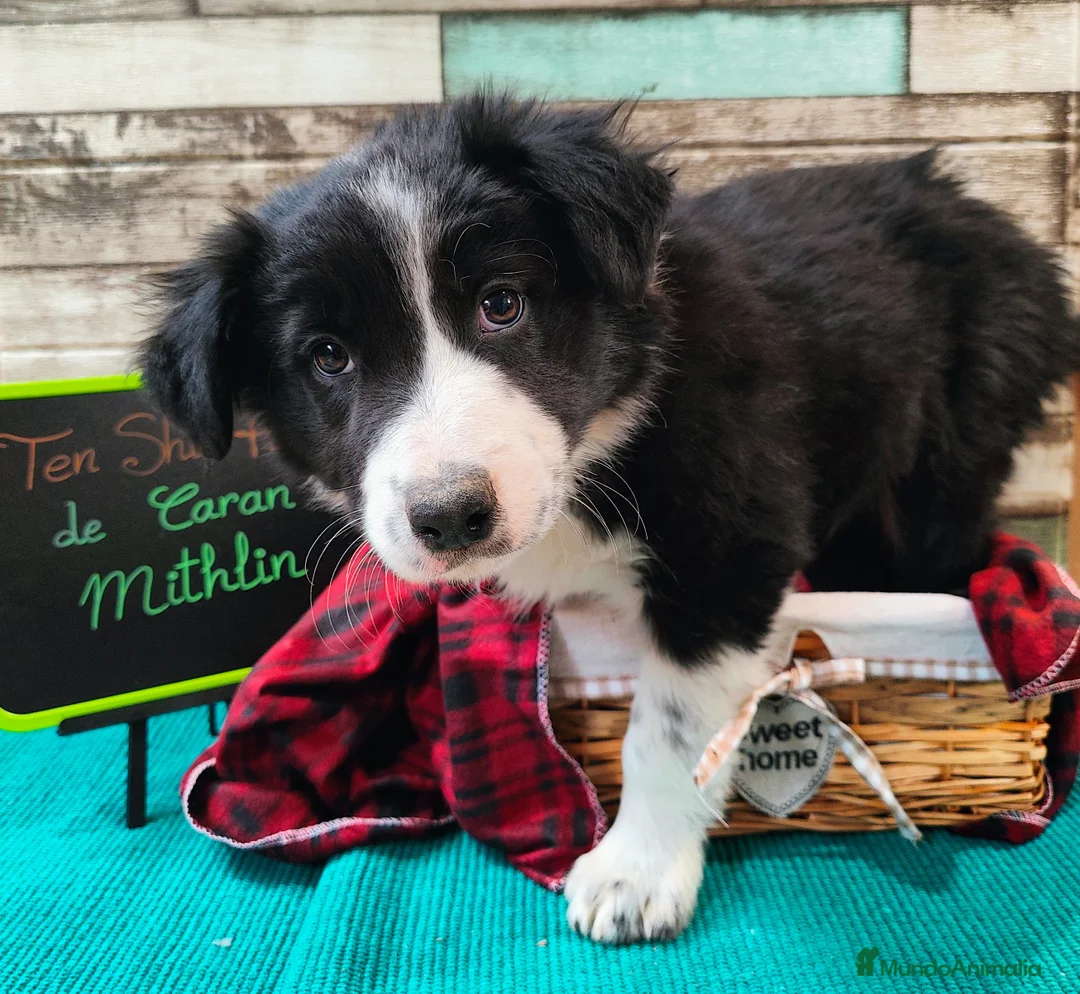 Border Collie perros en venta: Border collie blanco/negro disponibles - Anuncio 8