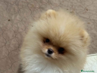 Pomerania perros - Anuncio 2