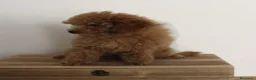 Caniche Toy perros en venta: Caniches toy machos - Anuncio 4