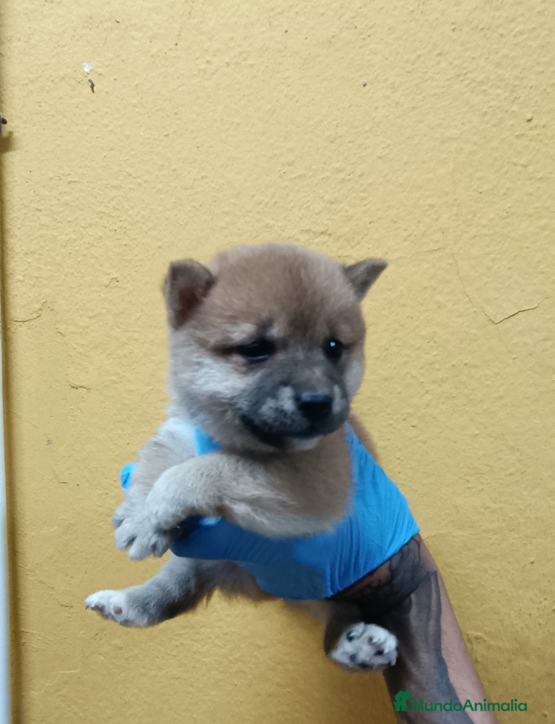 Shiba Inu perros en venta: Cachorros de Shiba Inu - Imagen 3