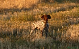 Braco Francés tipo Pirineos Talla Pequeña perros en venta: ÚNICA RESERVA DE CACHORRA BRACO FRANCÉS - Anuncio 7