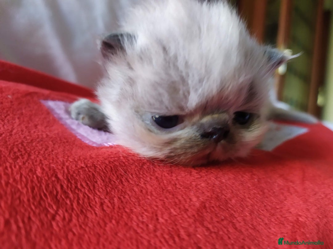 Persa gatos en venta: Persas himalayos - Imagen 3