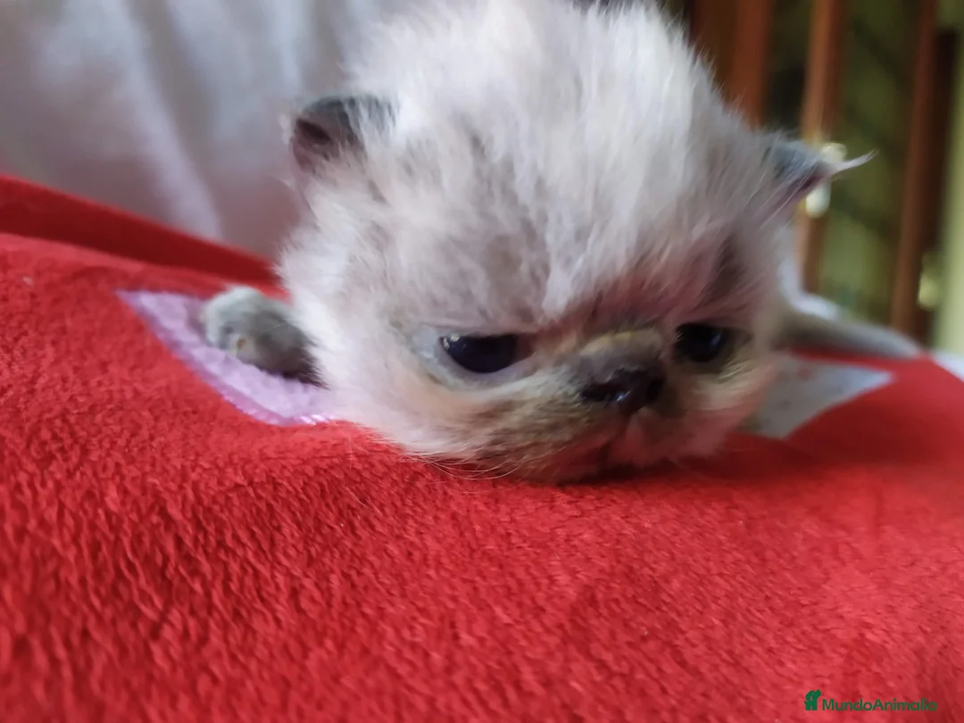 Persa gatos en venta: Persas himalayos ( BALEARES ) - Anuncio 3