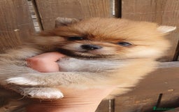 Pomerania perros en venta: Pomerania calidad TOP machito GRAN BELLEZA - Imagen 3