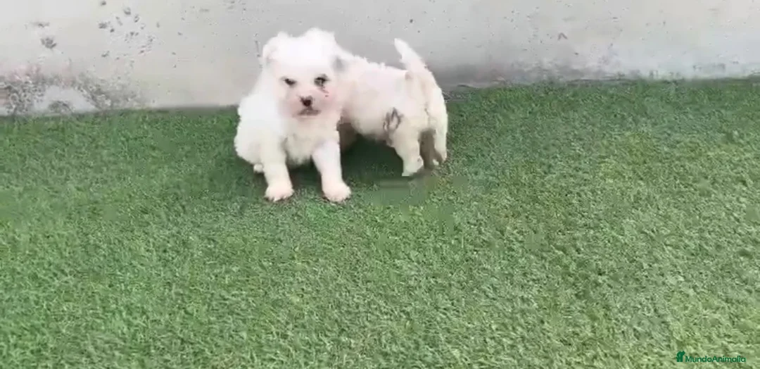 Bichón Maltés perros en venta: Bichon maltés🐶🐾 - Anuncio 3