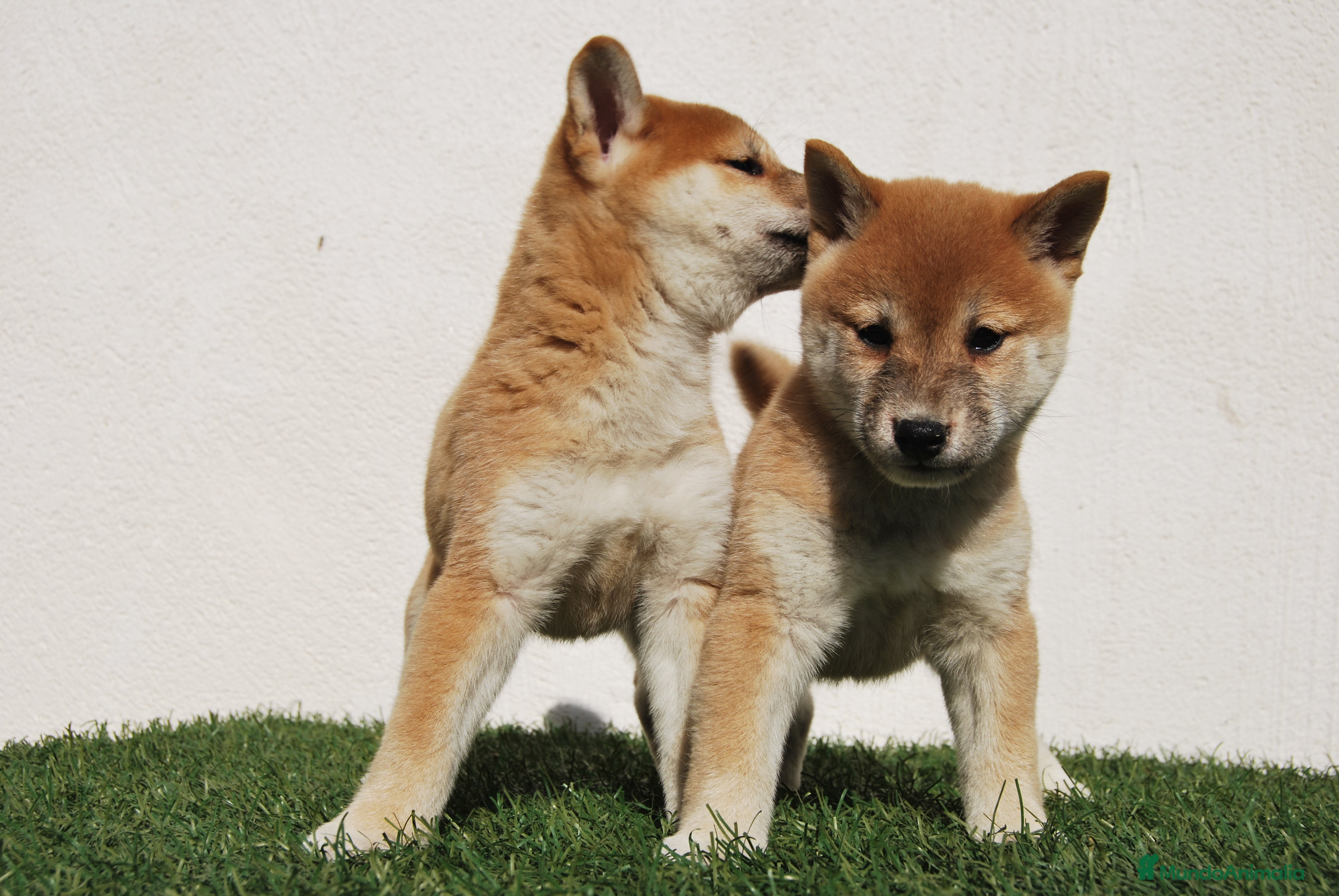 Shiba Inu perros Shiba Inu , cachorros en Madrid - Anuncio 2