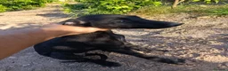 Galgo Español perros en venta: camada galgo español  - Anuncio 4