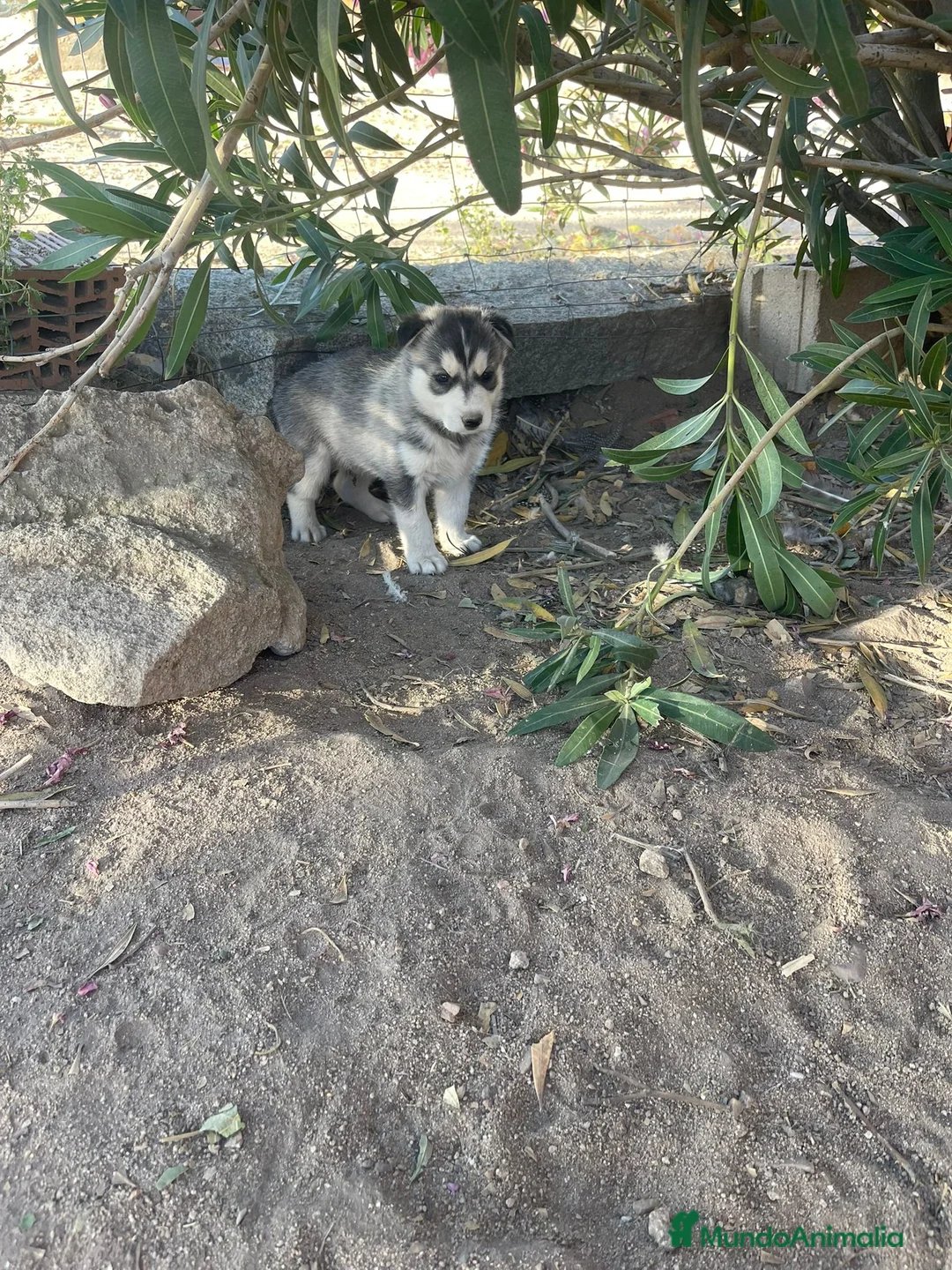 Husky Siberiano perros en venta: Huskys siberianos de Calidad  - Anuncio 1