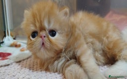Persa gatos en venta: Gatita Persa Hembra Roja - Imagen 3