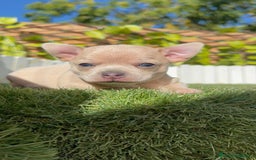 Chihuahua perros en venta: CHIHUAHUA HEMBRA - Imagen 11