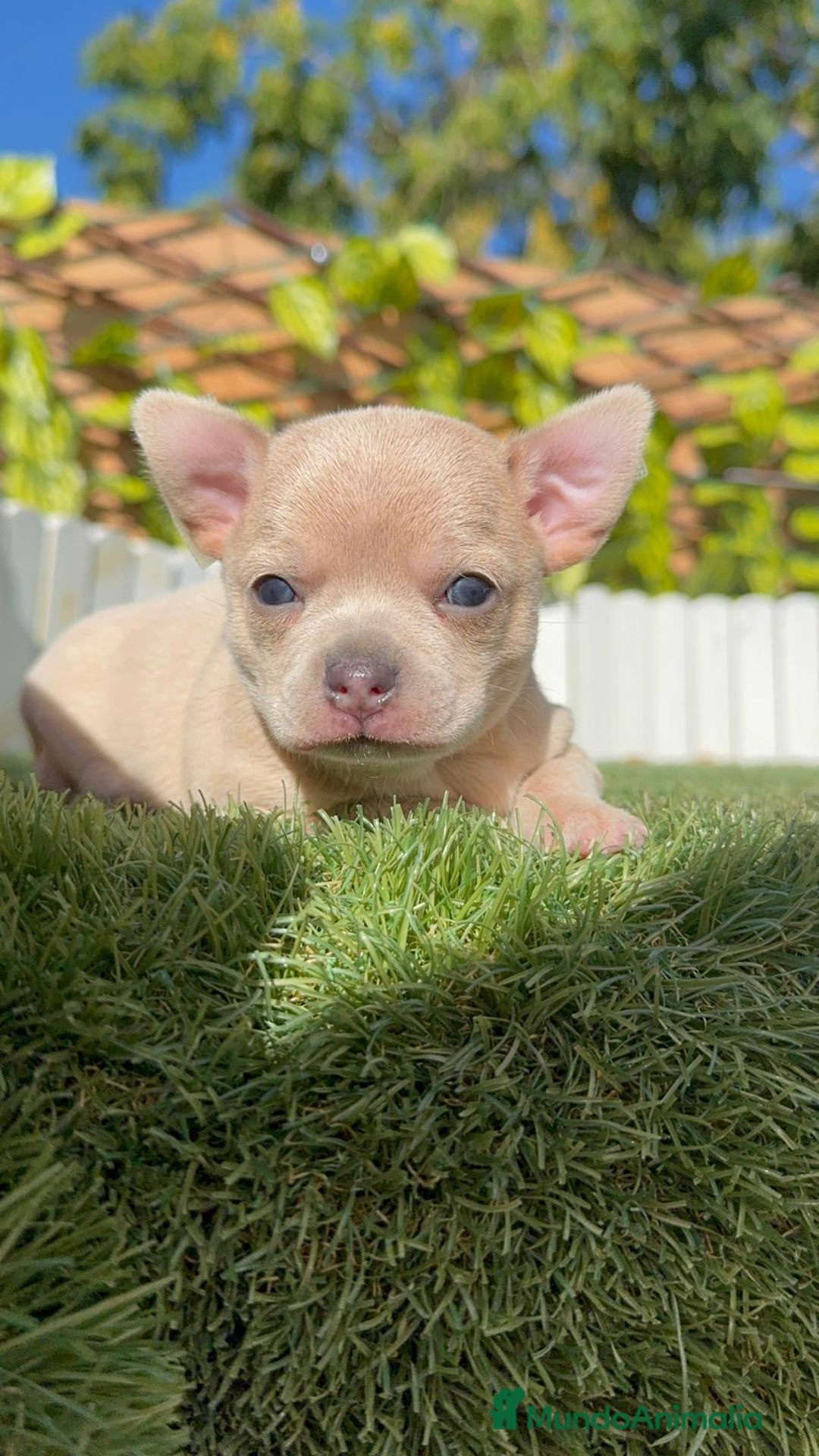 Chihuahua perros en venta: CHIHUAHUA HEMBRA - Imagen 11