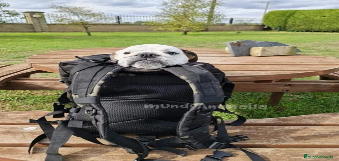 Imagen de galería {{count}}