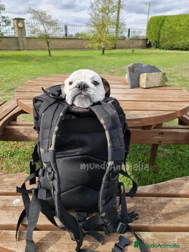 Imagen de galería {{count}}