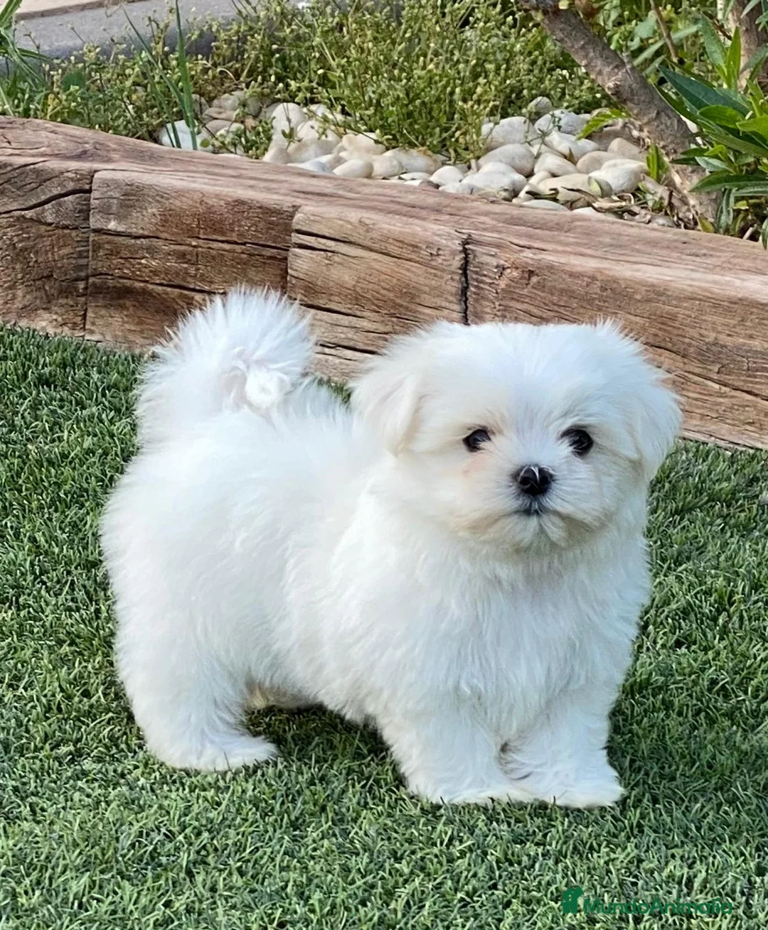 Bichón Maltés perros en venta: CACHORROS BICHON MALTÉS - Anuncio 1