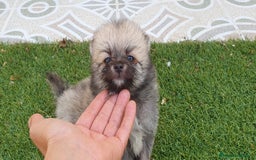 Pomerania perros en venta: Pomerania Cachorros Mini - Imagen 1