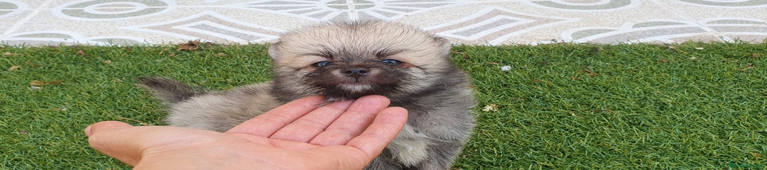 Pomerania Cachorro 1